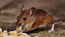 24 Hour & Emergency Exterminators in W Milwaukee, WI